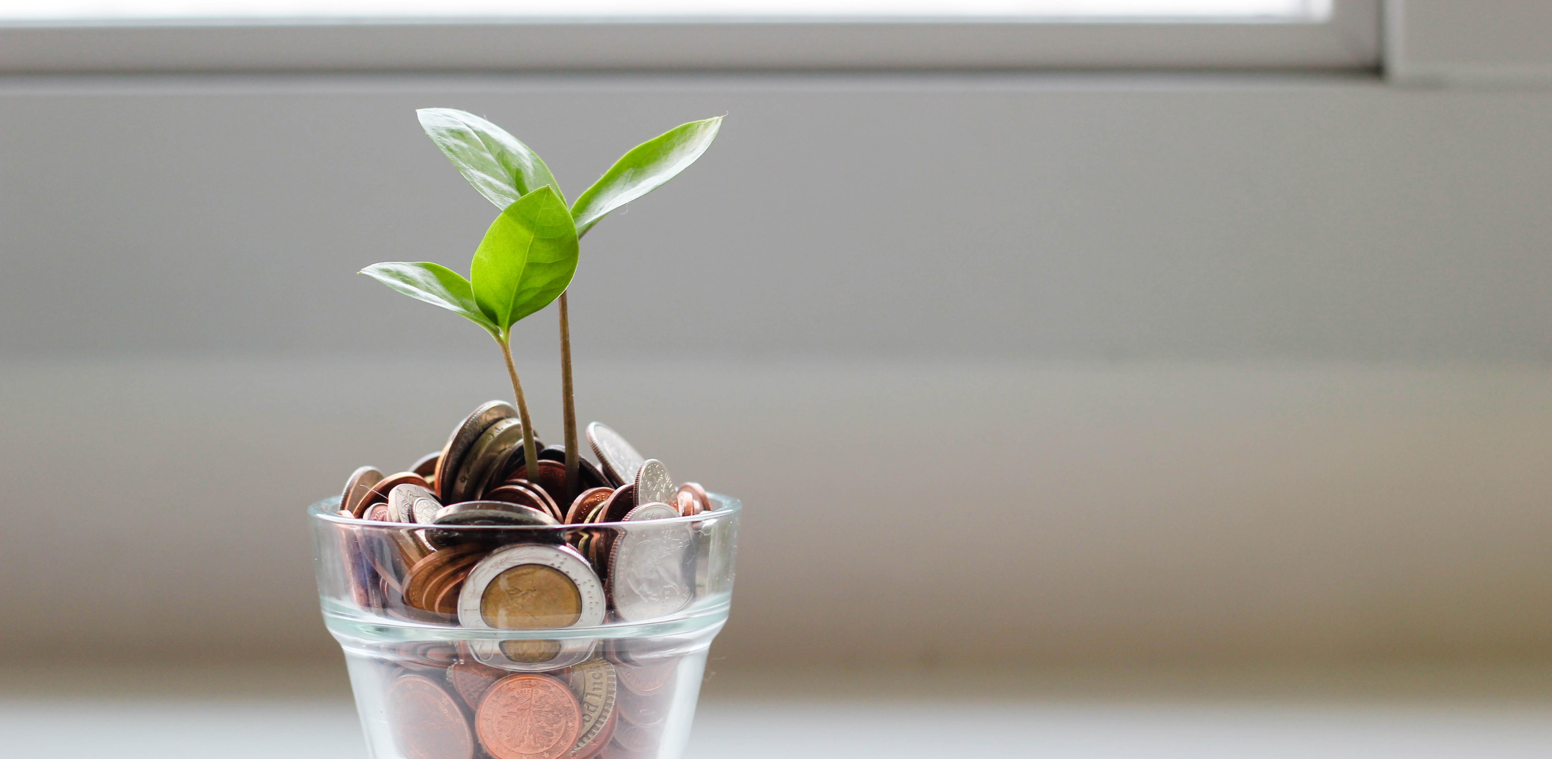 A cute photo of savings growing out of a pot